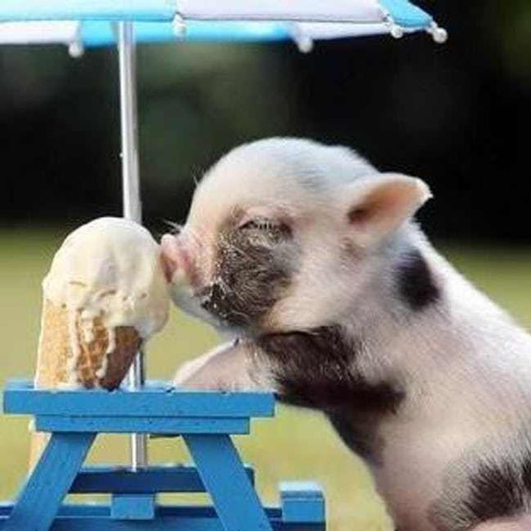 Teacup Pigs In Boots