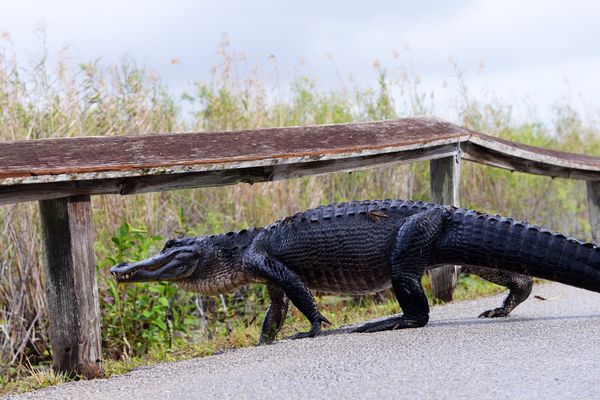 Sharing A Campus With Honest-To-Goodness Gators Makes Life A Little More Interesting