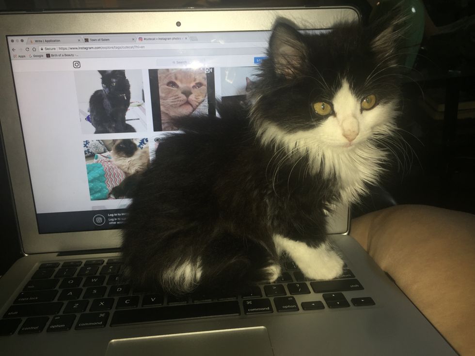 7 Pictures Of Cats That Will Definitely Brighten Your Day