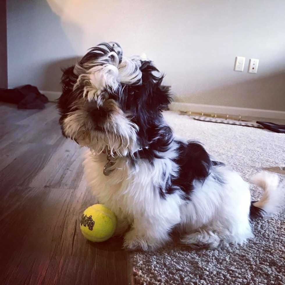 Things I wish My Dog Knew