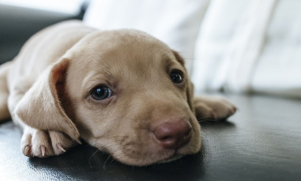 7 Tips For First Time Puppy Parents