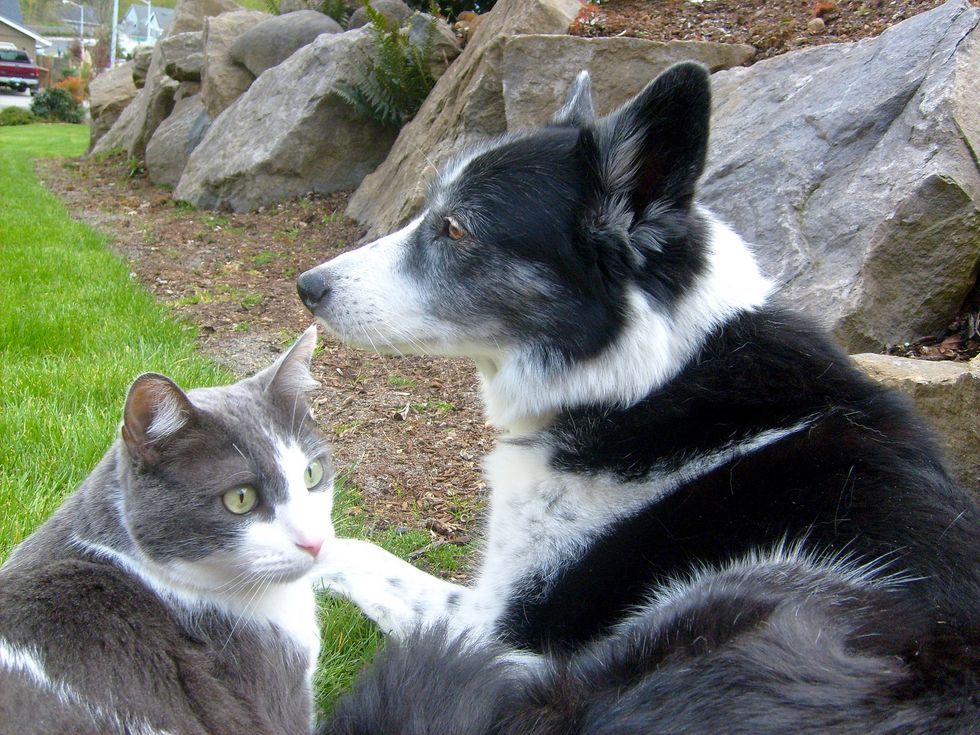 Cats Vs. Dogs: The Battle Ends Here