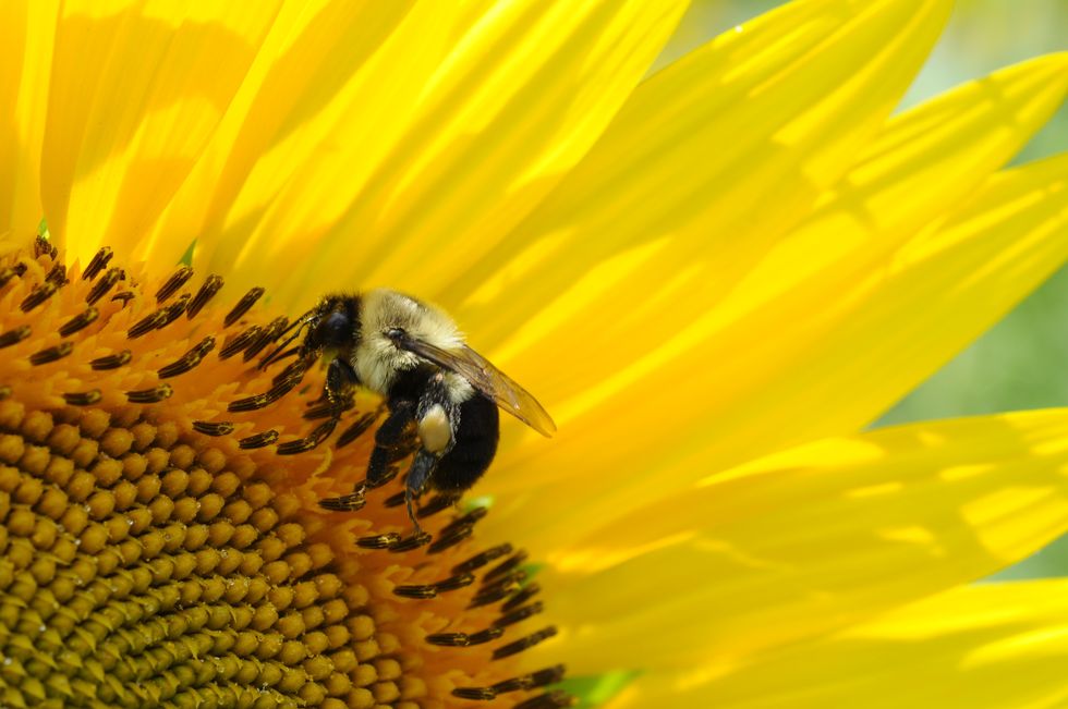 Yes, Even You Can Help To Save The Bees