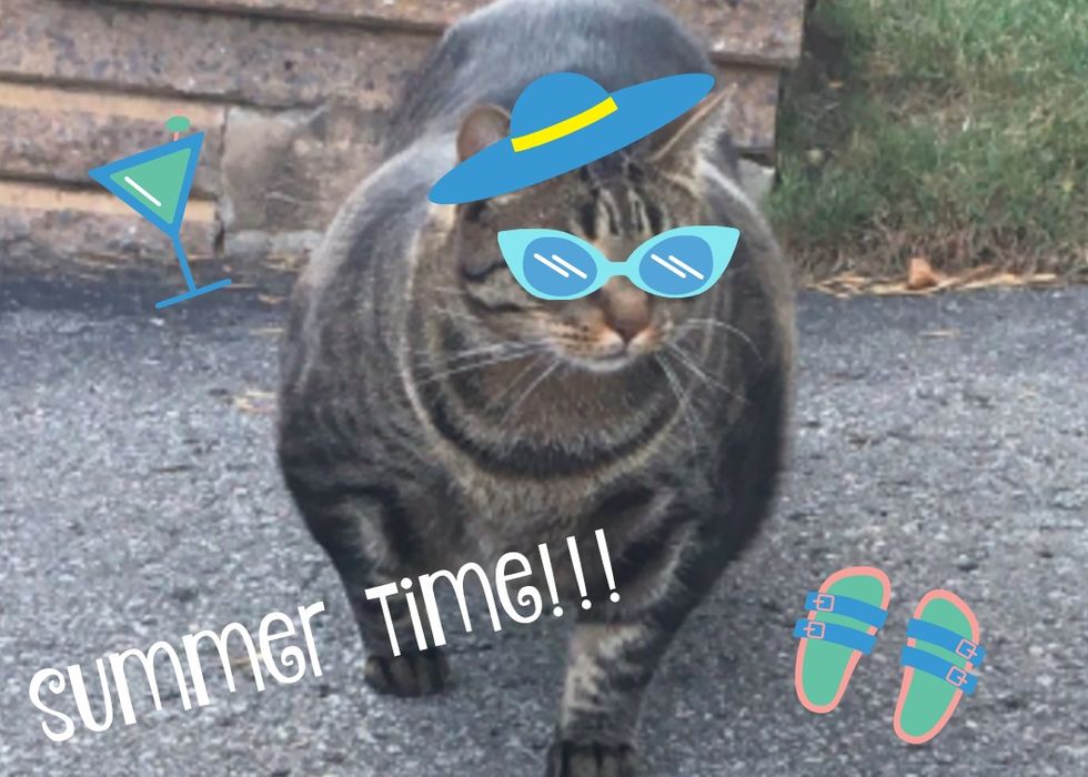 19 Thoughts You Have When 'Buff Cat' Has A Better Summer Body Than You