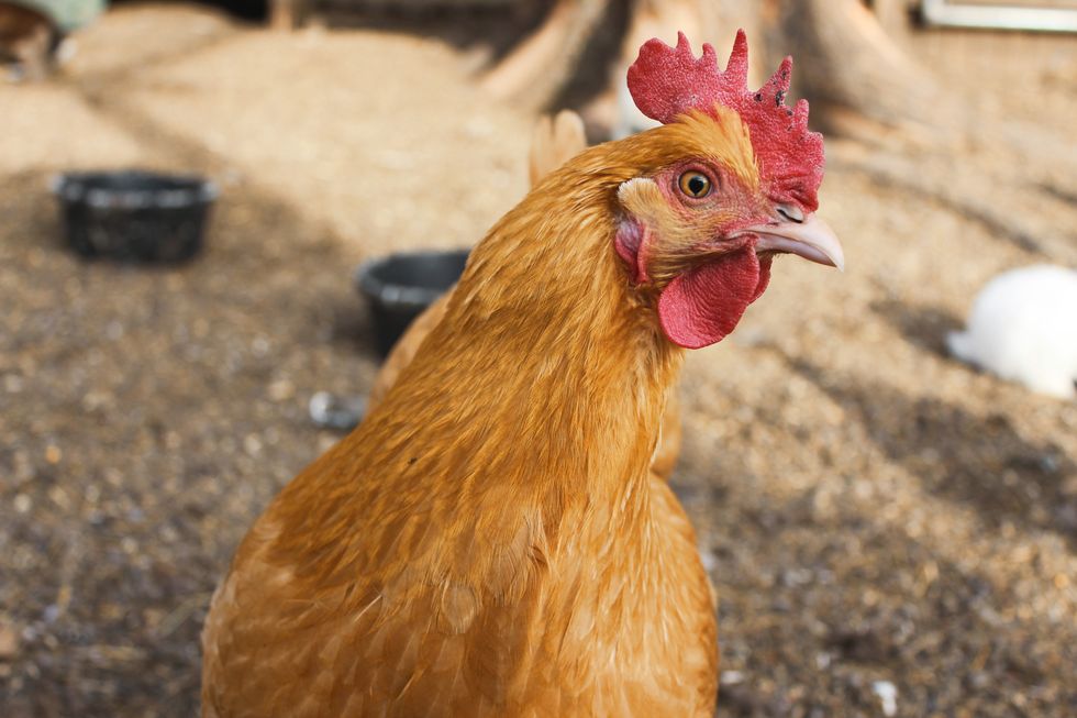 Seriously, Buy Some Chickens This Summer
