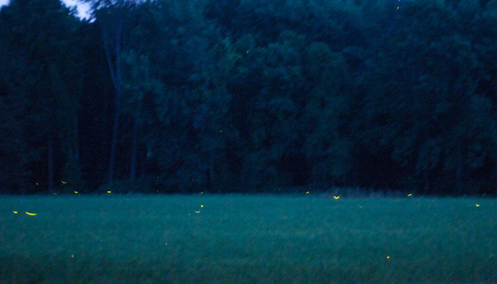 Lightning Bugs Changed My Life Because They Led To A Lifelong Friendship