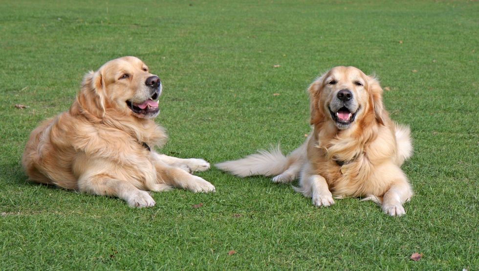 The Superiority Of A Golden Retriever