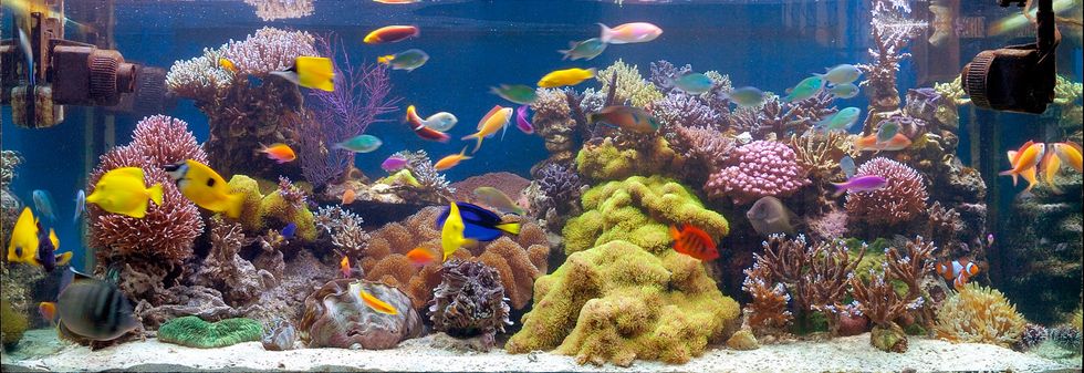 UnlockThe Wonders Of A Marine Aquarium