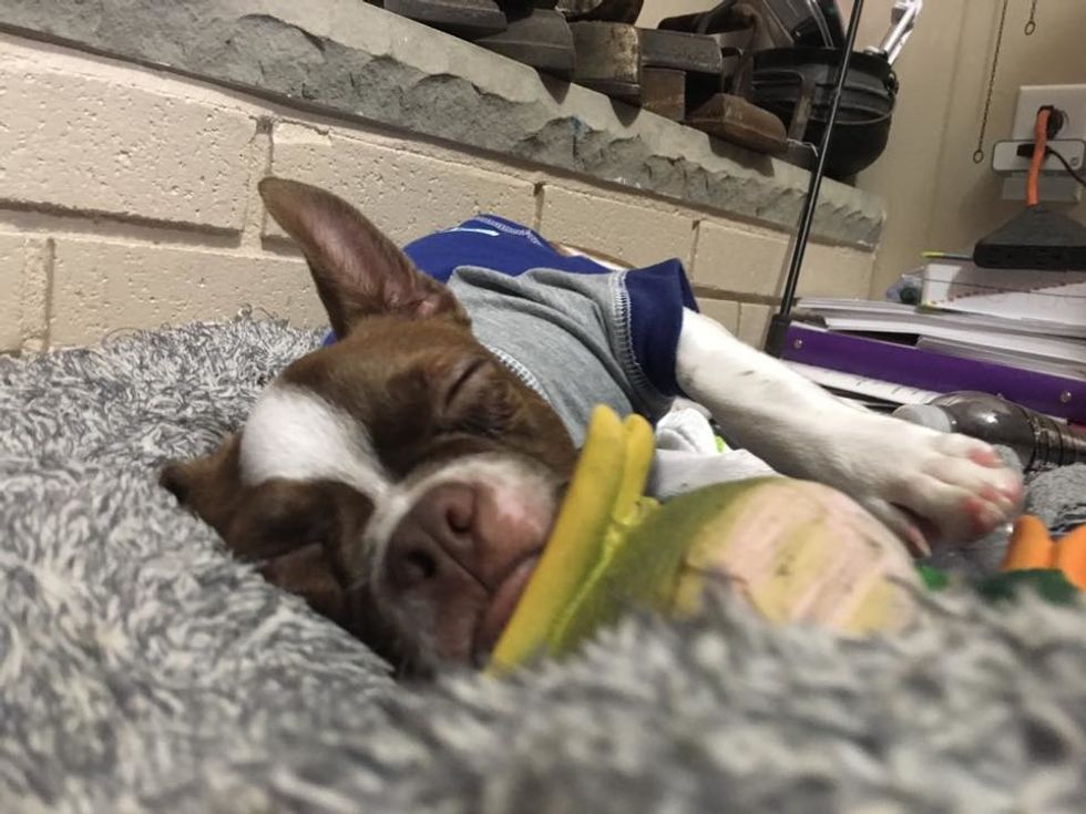 17 Reasons Boston Terriers Are To Die For