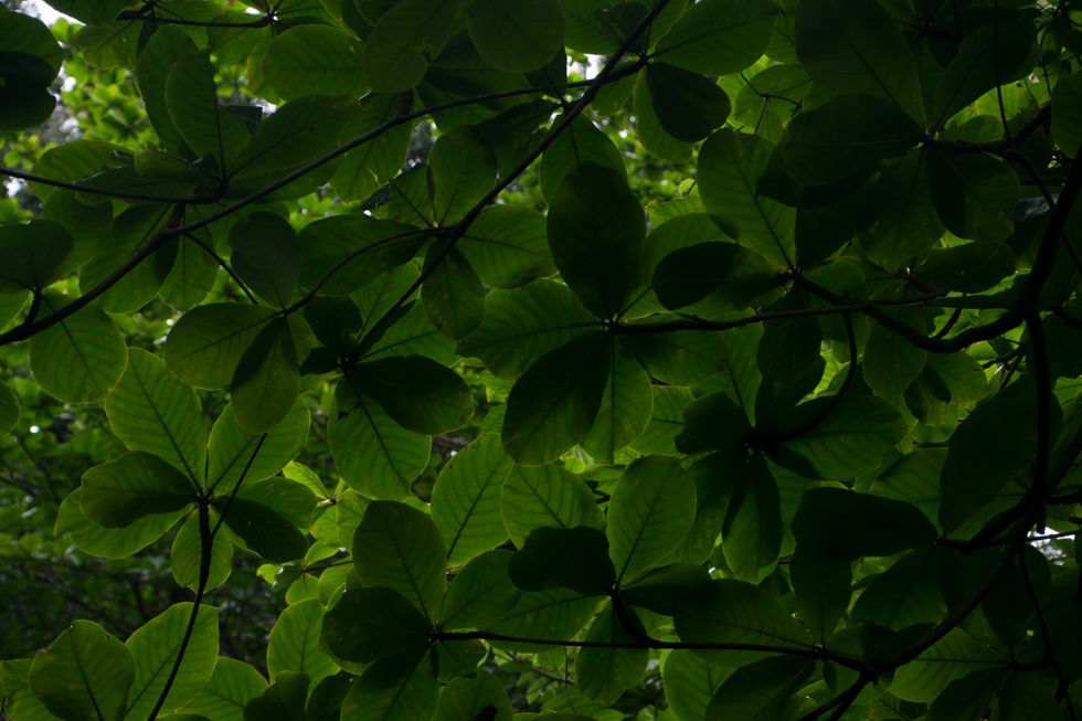 Photography On Odyssey: Manoa Falls Trail