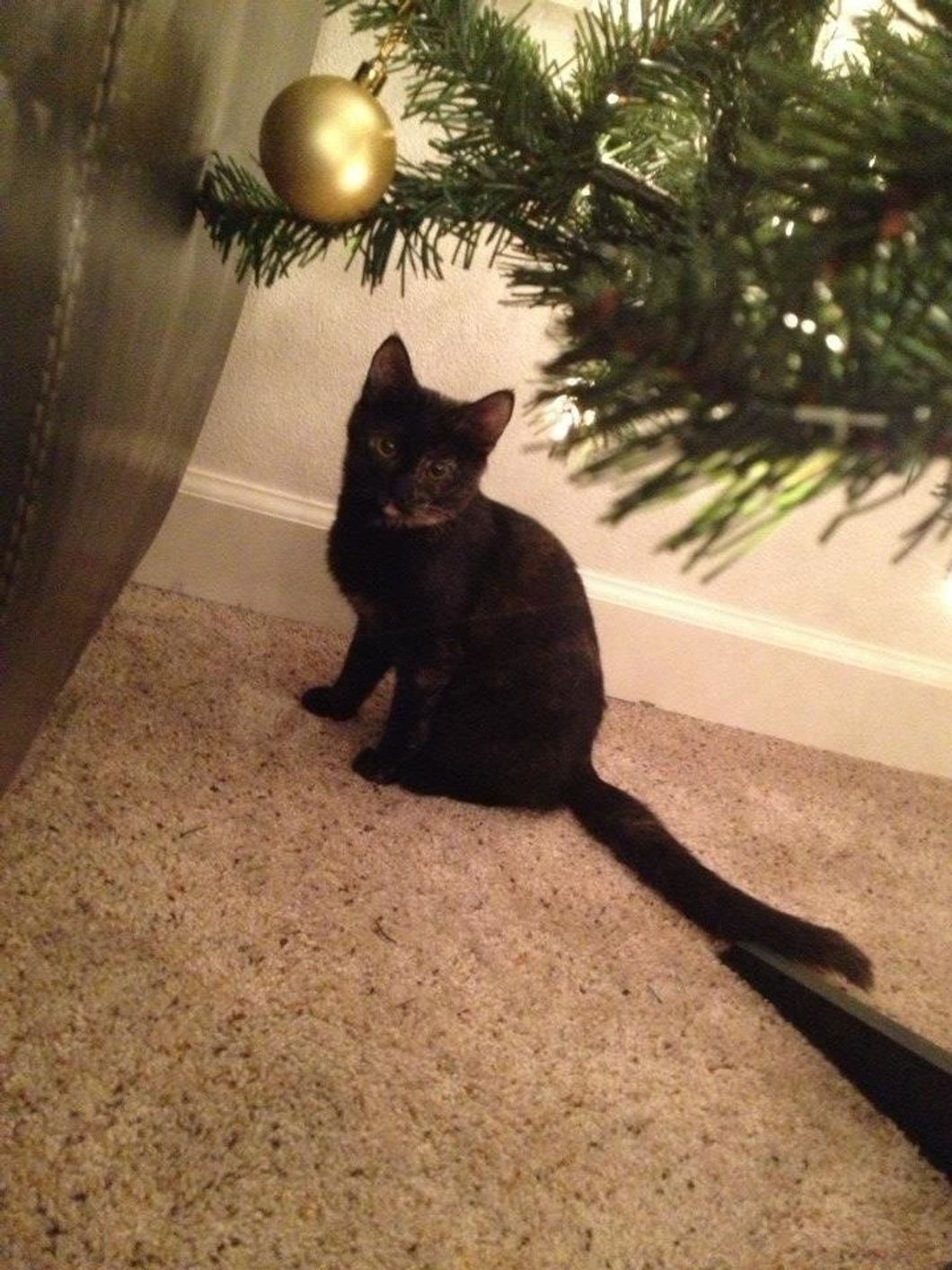 Coping With The Loss Of A Pet Is Painful, But You Aren't Alone