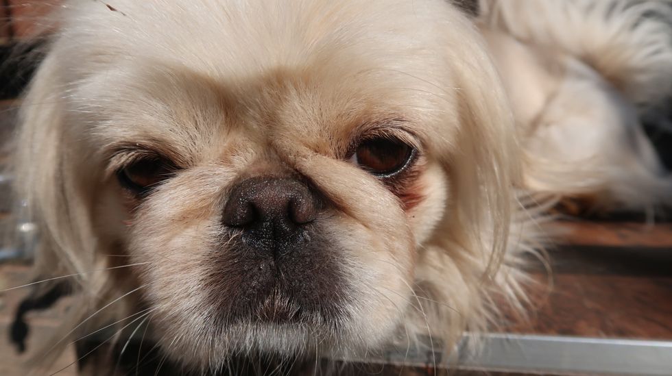 You Should Never Breed Or Buy, Especially While Shelter Animals Die