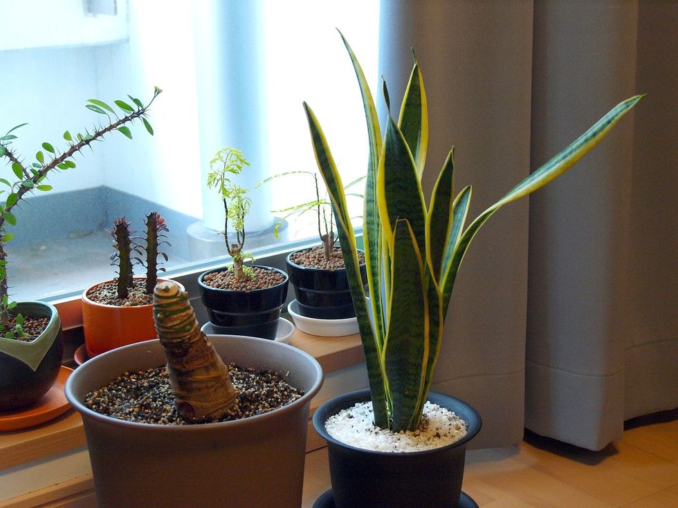 5 Reasons Why You Need Indoor Plants