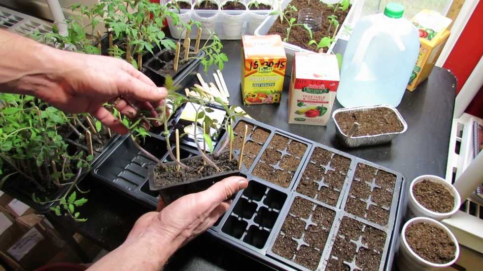 5 Tips For Starting Seeds Indoor
