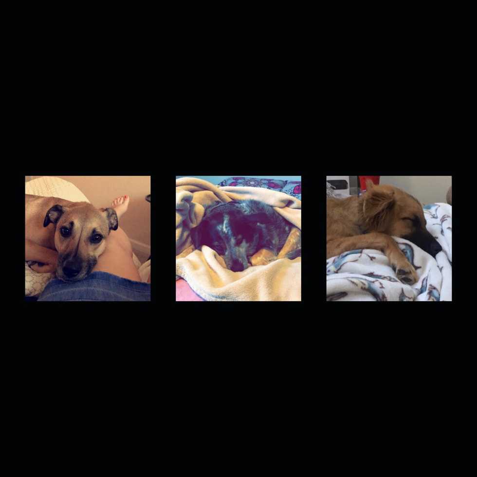 A Little Taste of My Rescue Dogs to Introduce You To Adopting