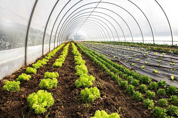 Your Organic Foods Are NOT Helping Us Feed 9 Billion By 2050