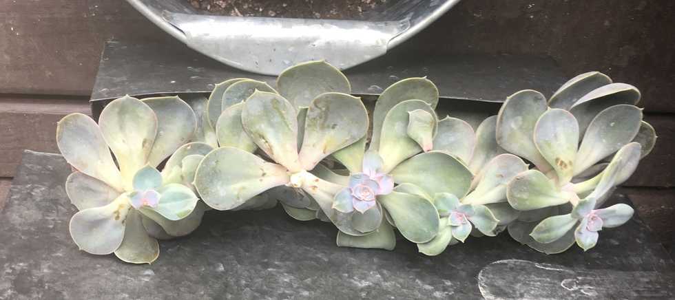 20 items every Millennial has in their apartment