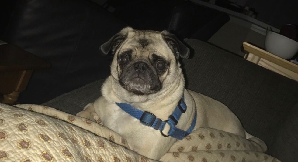 the pug life will always be the life for me