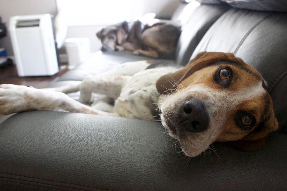9 Things They Don't Tell You When You Adopt A Beagle