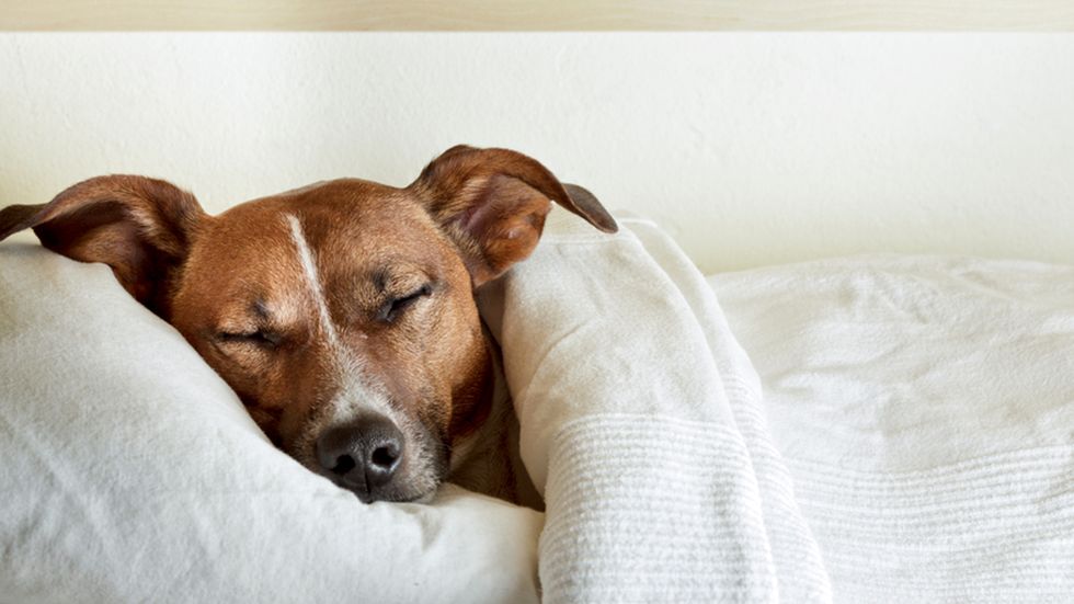 4 Reasons Co-Sleeping with your dog is a good thing.