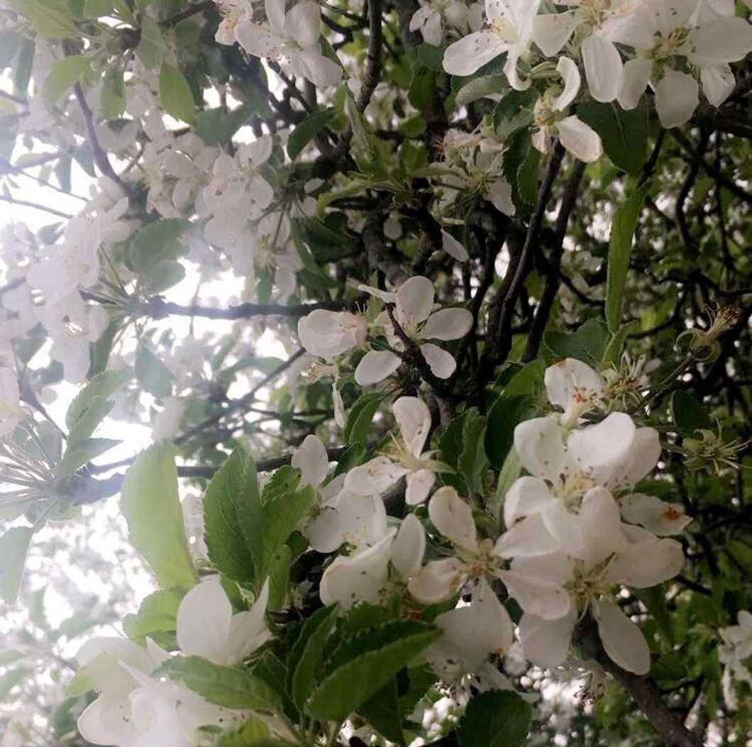 Planting Seeds In Life With Purpose