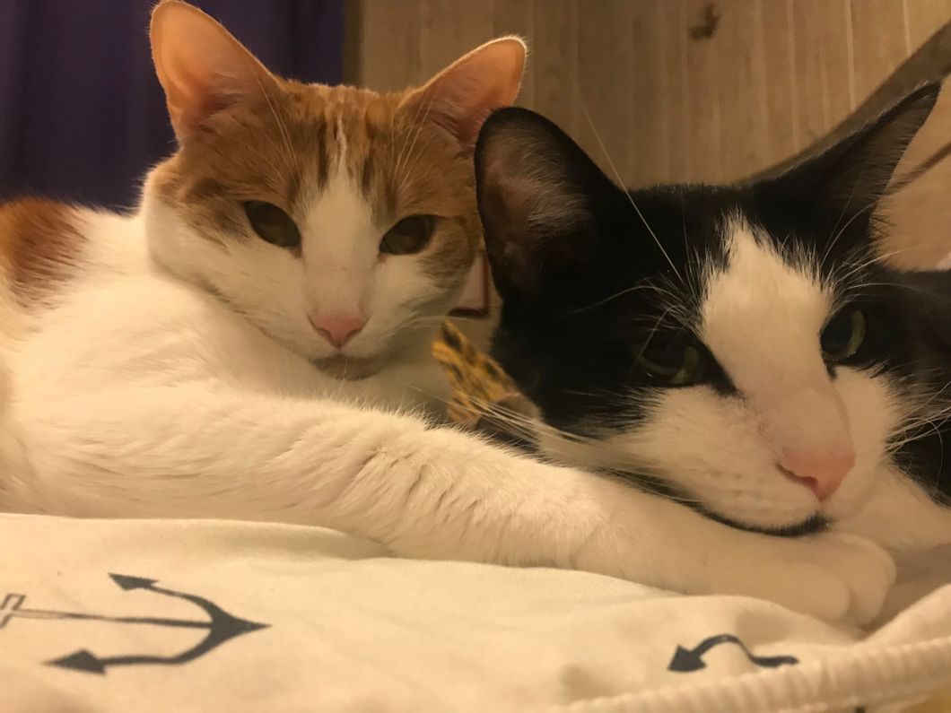 A Letter To My Cats For Their 3rd Birthday