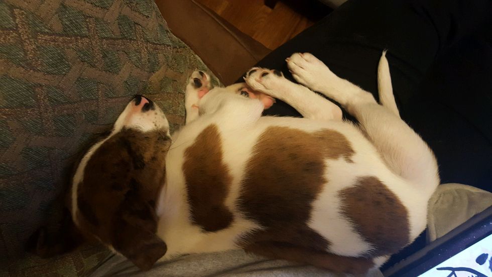 Adopting a New Puppy won't replace your old dog, but it will warm your heart