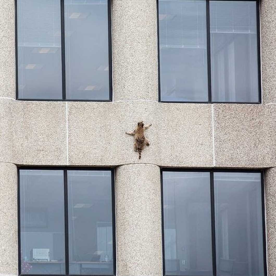 Meet the MPR Raccoon: The Newest Social Media Star