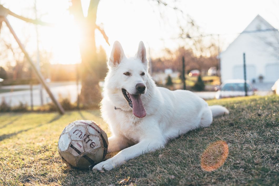 5 Tips For Keeping Your Pet Comfortable In The Summer Heat
