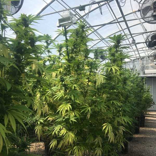 7 Reasons That Prove Georgia Needs to Rethink Medical Marijuana