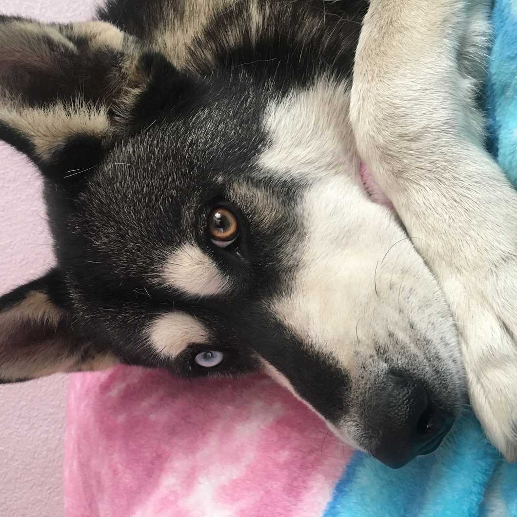 An Update of What Losing My dog led me too