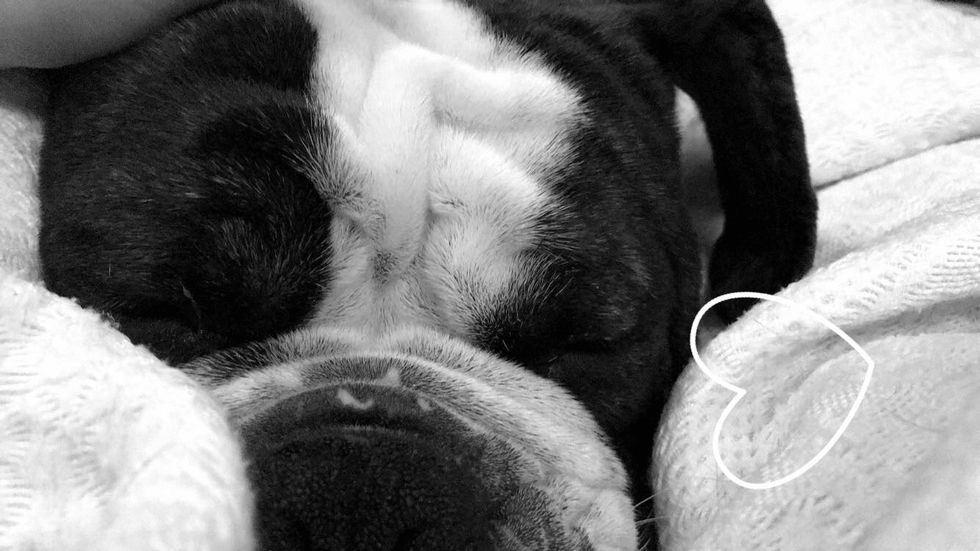 14 Things I’ve Learned Since I Became A Dog Mom