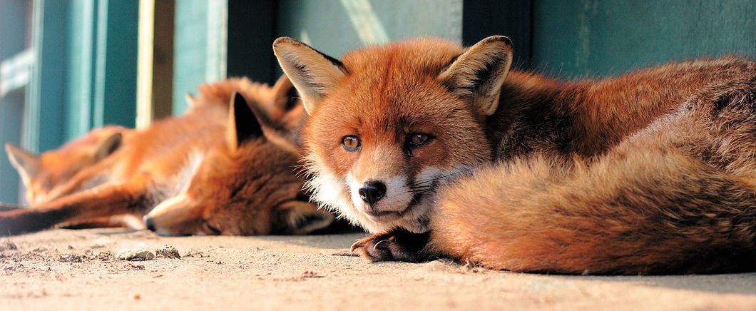 This Special Village For Foxes Might Be The Cutest Place Ever