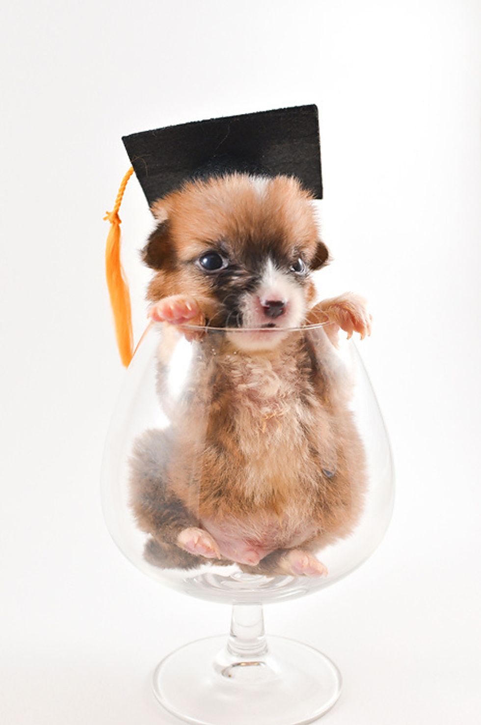 Online VS. Standard Learning