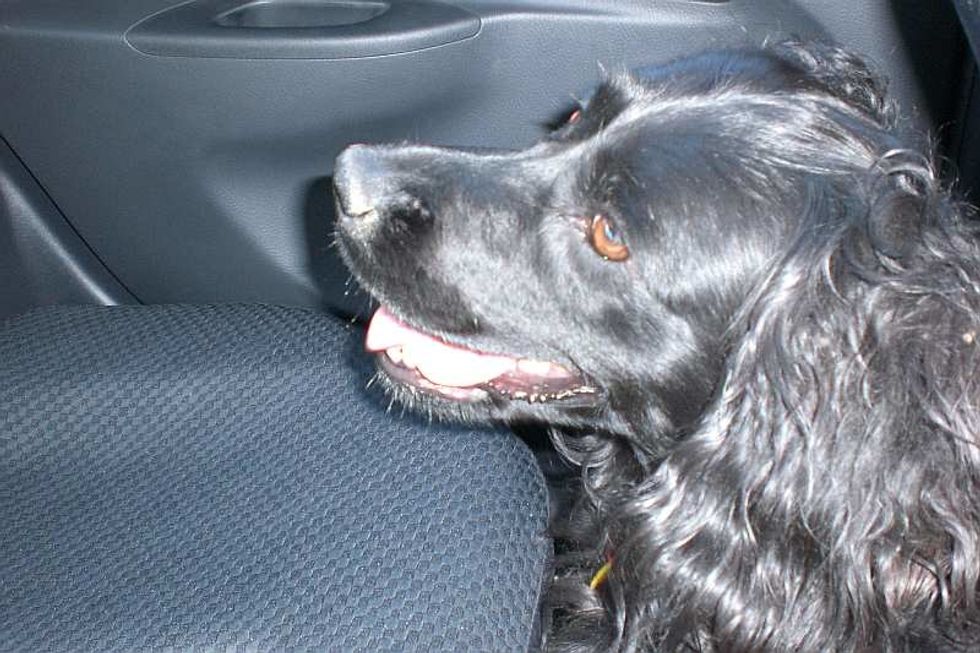 Would you Save a Pet in a Hot Car?