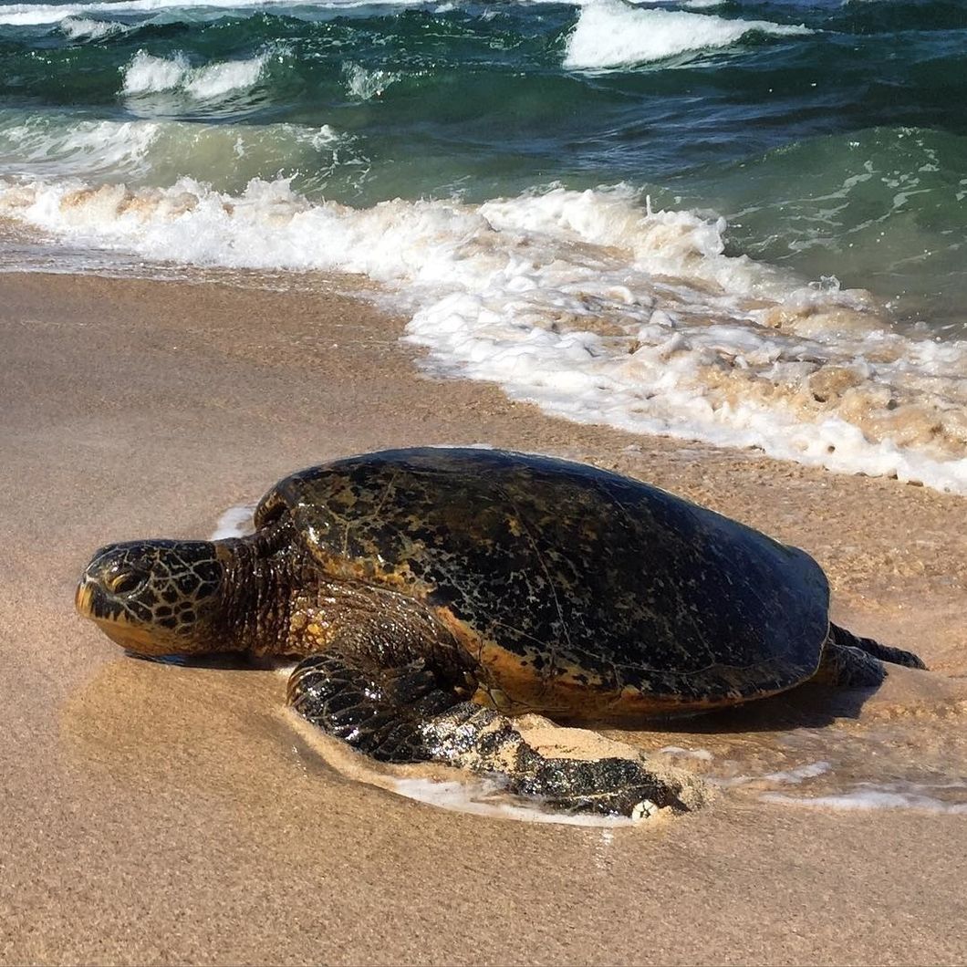 How To Save Our Beautiful Oceans