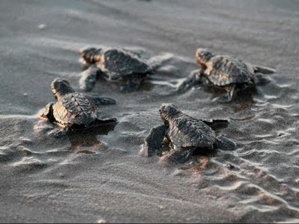 It's Almost Turtle Hatching Season, And This Is What You Can Do To Help