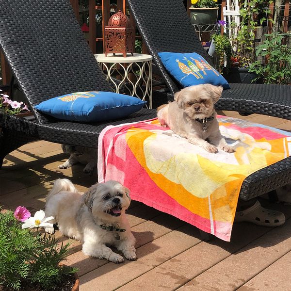 5 Big Reasons Small Dogs Are Actually The Best Dogs