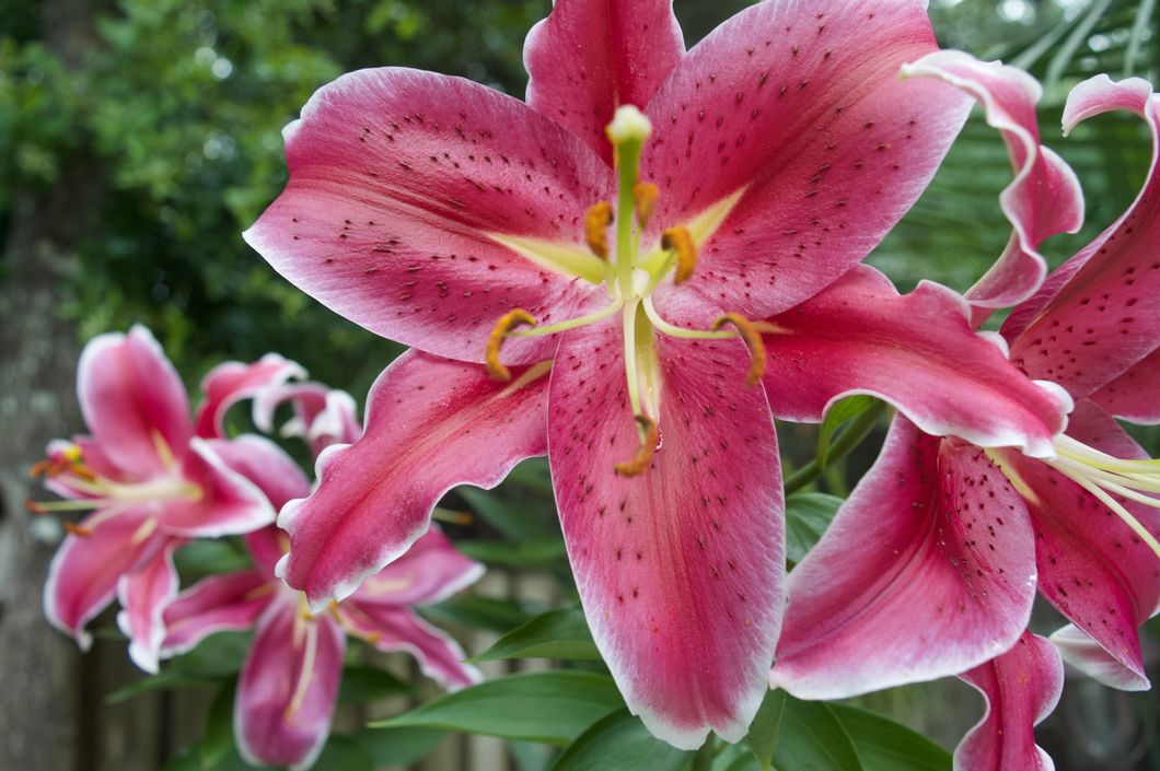 9 Pictures of flowers to look at when you're stressed