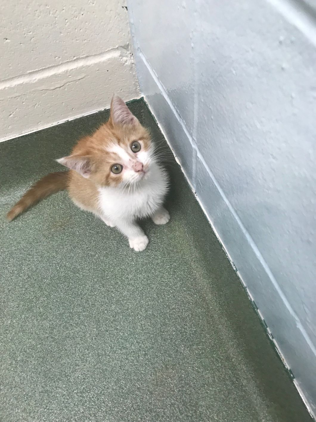 8 Thoughts My Kitten Has Had in His New Home