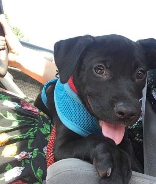 Adopting a Puppy Can Make You a Better Person