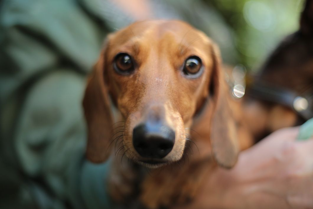 15 Reasons Everyone Should Own a Dachshund