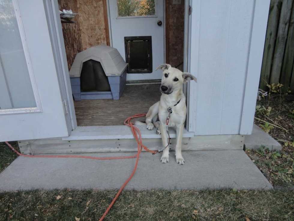 Eight Reasons to Rescue your next furry family member