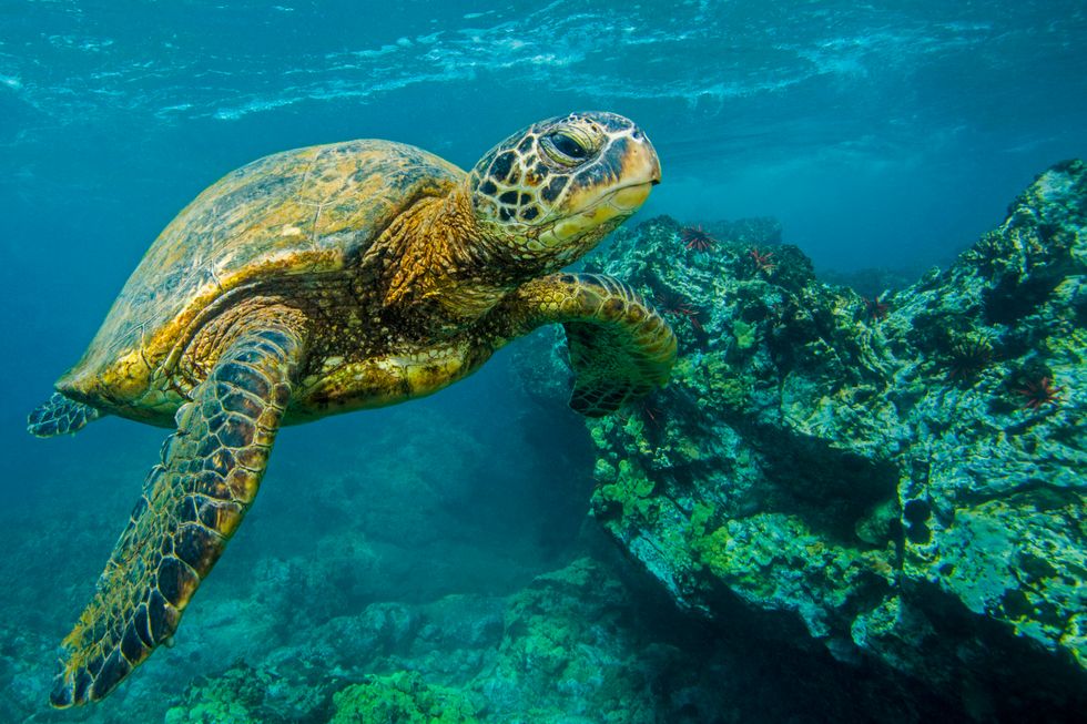 How We’ve Forgotten About 71 Percent of the Earth