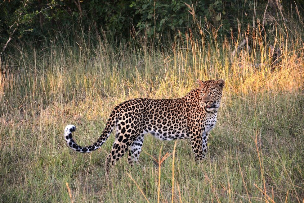 14 Things You Didn’t Know About Leopards