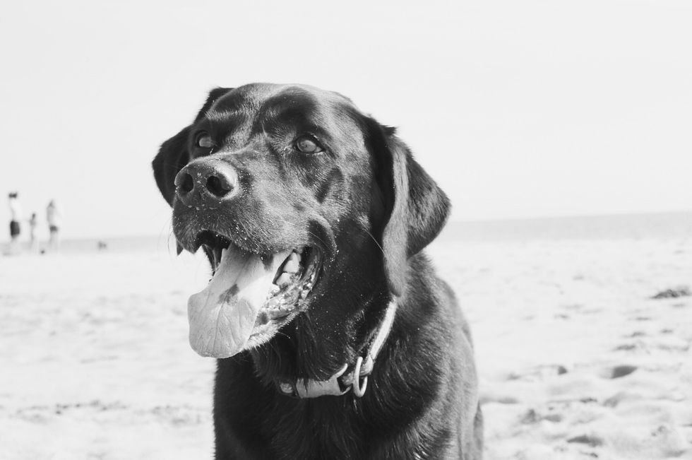 Yep, Dog-sitting Is My Dream Summer Job