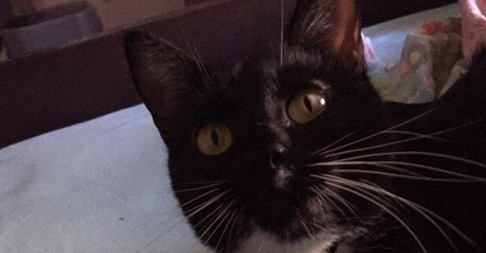 What I've Learned Since Adopting A Cat