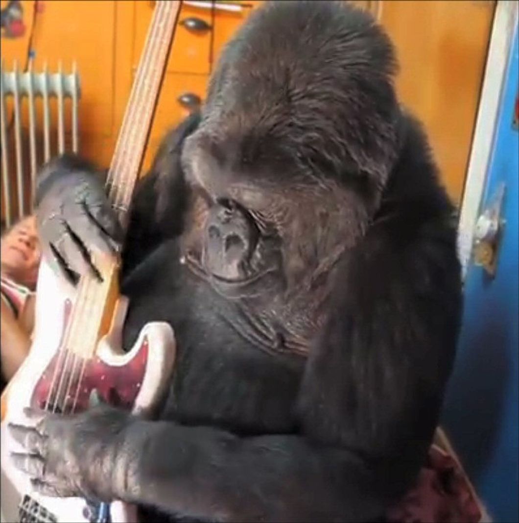 A Letter To Koko The Gorilla, The primate who changed the lives of humans and animals alike