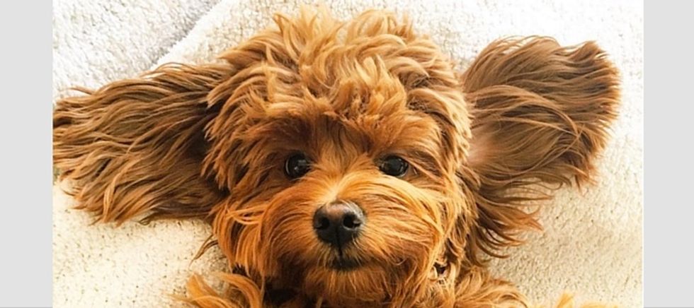 Finding Your 4-Legged Soulmate