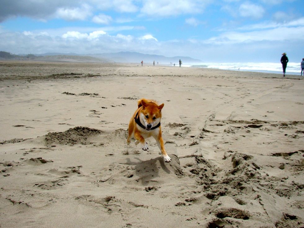 summer vacation from the eyes of a shiba inu